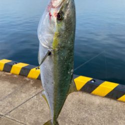 やっと今年初青物。