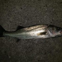 夜練釣行