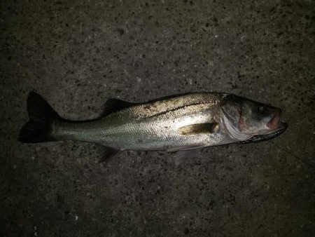 夜練釣行