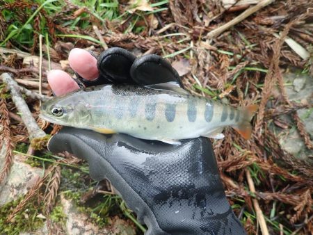 雨後の渓流釣り