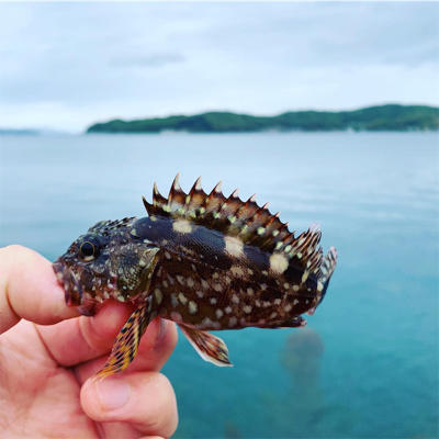 でかガシラ多数！！コウイカも。