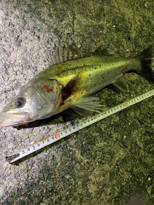 シーバス釣行