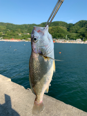 キス狙ってグチ釣れた