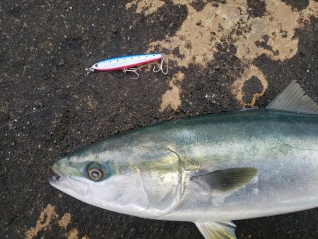 朝練釣行