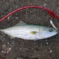 徳島 ショアジギング 陸っぱり 釣り 魚釣り 釣果情報サイト カンパリ