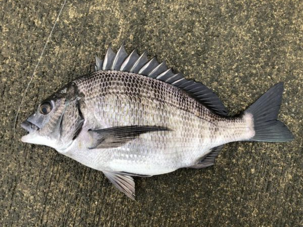 イチノ兄弟、釣果！