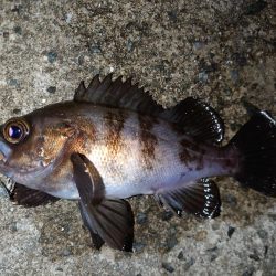 連日のメバリング釣行