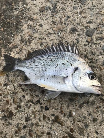 朝のヘチ釣りでキビレGET