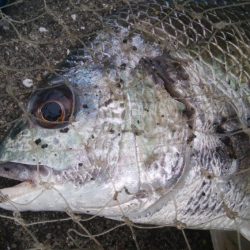 釣りデビュー　159日目