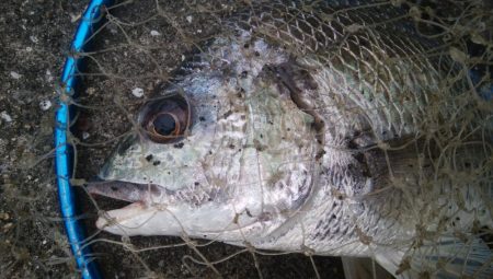 釣りデビュー　159日目