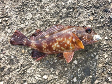 穴練釣行