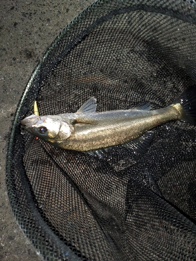 二夜連続釣行