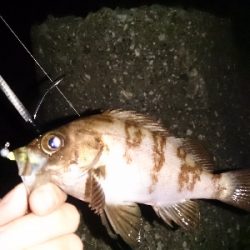 大塩海岸のキス釣り