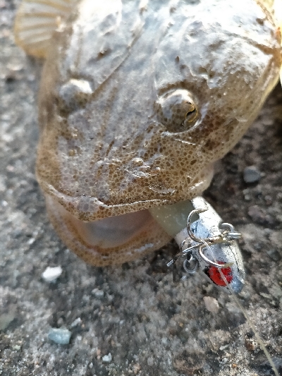 マゴチ釣り