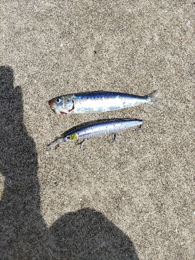 青物狙いに、昼から行ってきました。