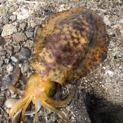 まさに時合！３投３釣