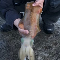 短時間の気晴らし中に今年初アオリ♪