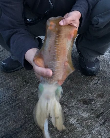 短時間の気晴らし中に今年初アオリ♪