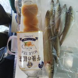 苅屋海岸のキス釣り