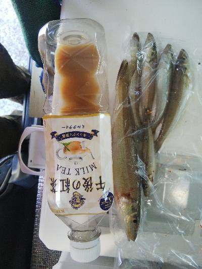 苅屋海岸のキス釣り