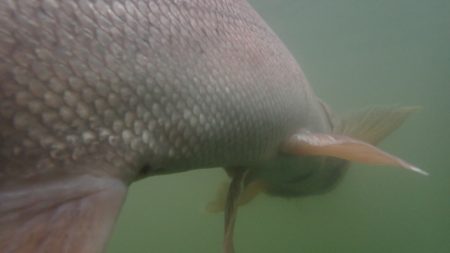 フィッシングレイクたかみや 釣果