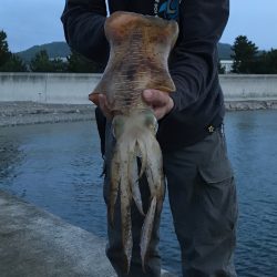 短時間の気晴らし中に今年初アオリ♪