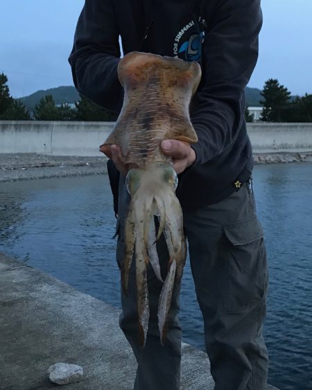 短時間の気晴らし中に今年初アオリ♪