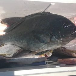 しば渡船 釣果