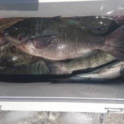 しば渡船 釣果