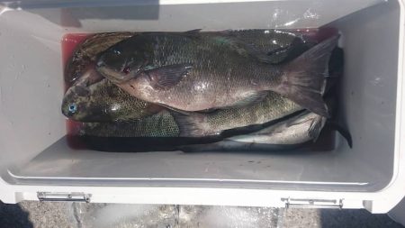 しば渡船 釣果