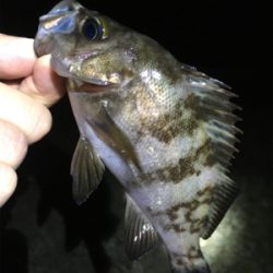 雨上がりメバル釣行