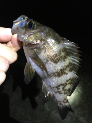 雨上がりメバル釣行