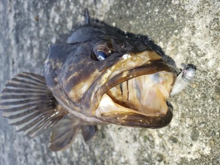 昼練釣行