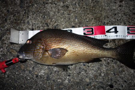 久しぶりの好釣果 和歌山県 村島磯 投げ釣り コロダイ 陸っぱり 釣り 魚釣り 釣果情報サイト カンパリ