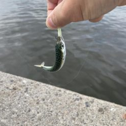 無限は豆サバが釣れます