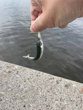 無限は豆サバが釣れます