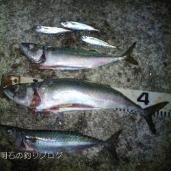 今季2度目の大サバ釣り