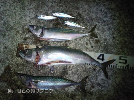 今季2度目の大サバ釣り