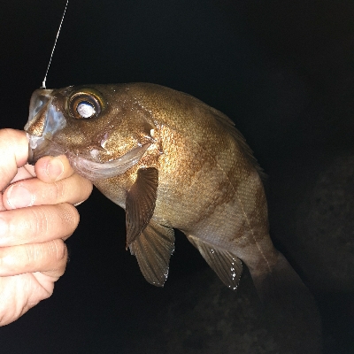 メバル釣れだしたって