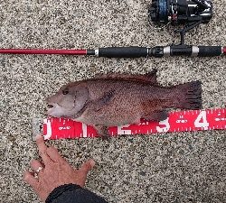 淡路島でのコブダイ釣り