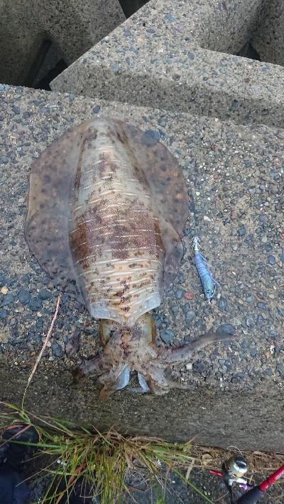 やはり雨上がり