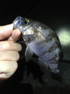 雨上がりメバル釣行