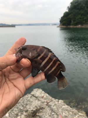 目玉が釣れた！こんな事ある！？