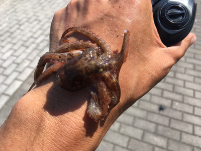 朝イチは豆サバだらけ。タコは成長途上中。。。