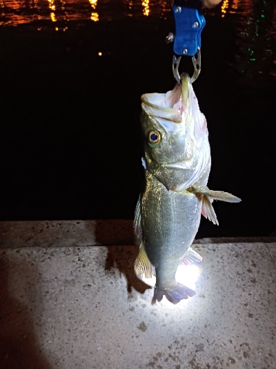 シーバス釣り