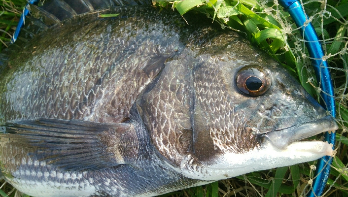 『釣りデビュー❤』178日目✨