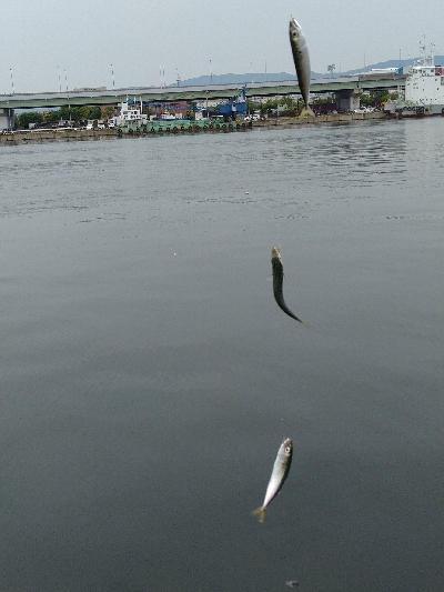 いろんな竿の調子を、楽しんで