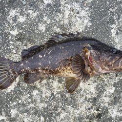 昼練釣行