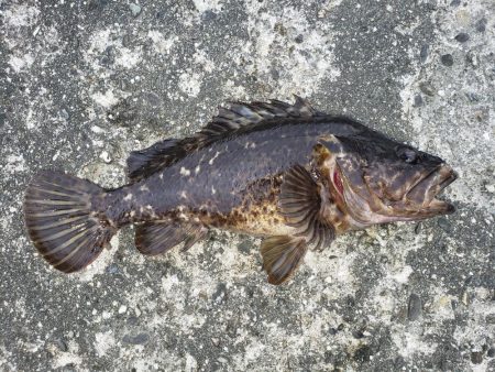 昼練釣行