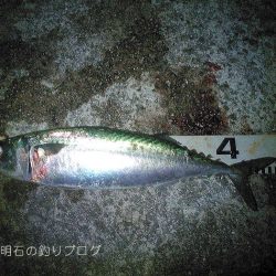 今季2度目の大サバ釣り